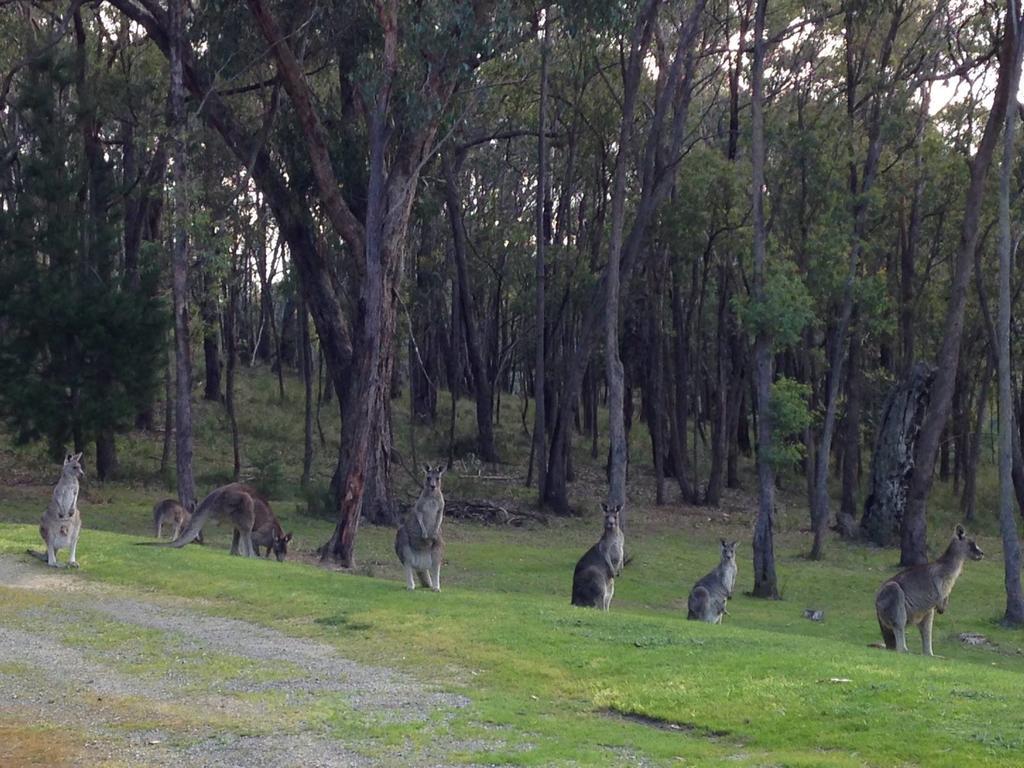 Araluen Boutique Accommodation Yarra Glen Exterior foto